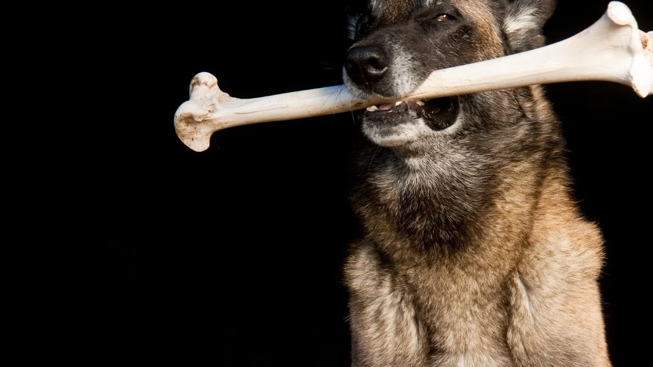 Ilustrasi gigitan hewan dan bahaya rabies di masyarakat