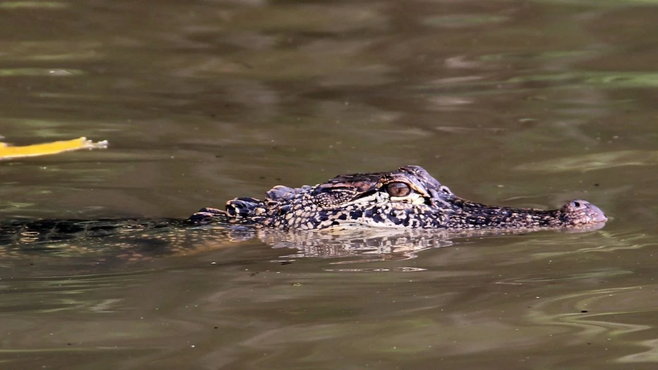 Ilustrasi buaya di sungai yang menyerang warga saat memperbaiki mesin air