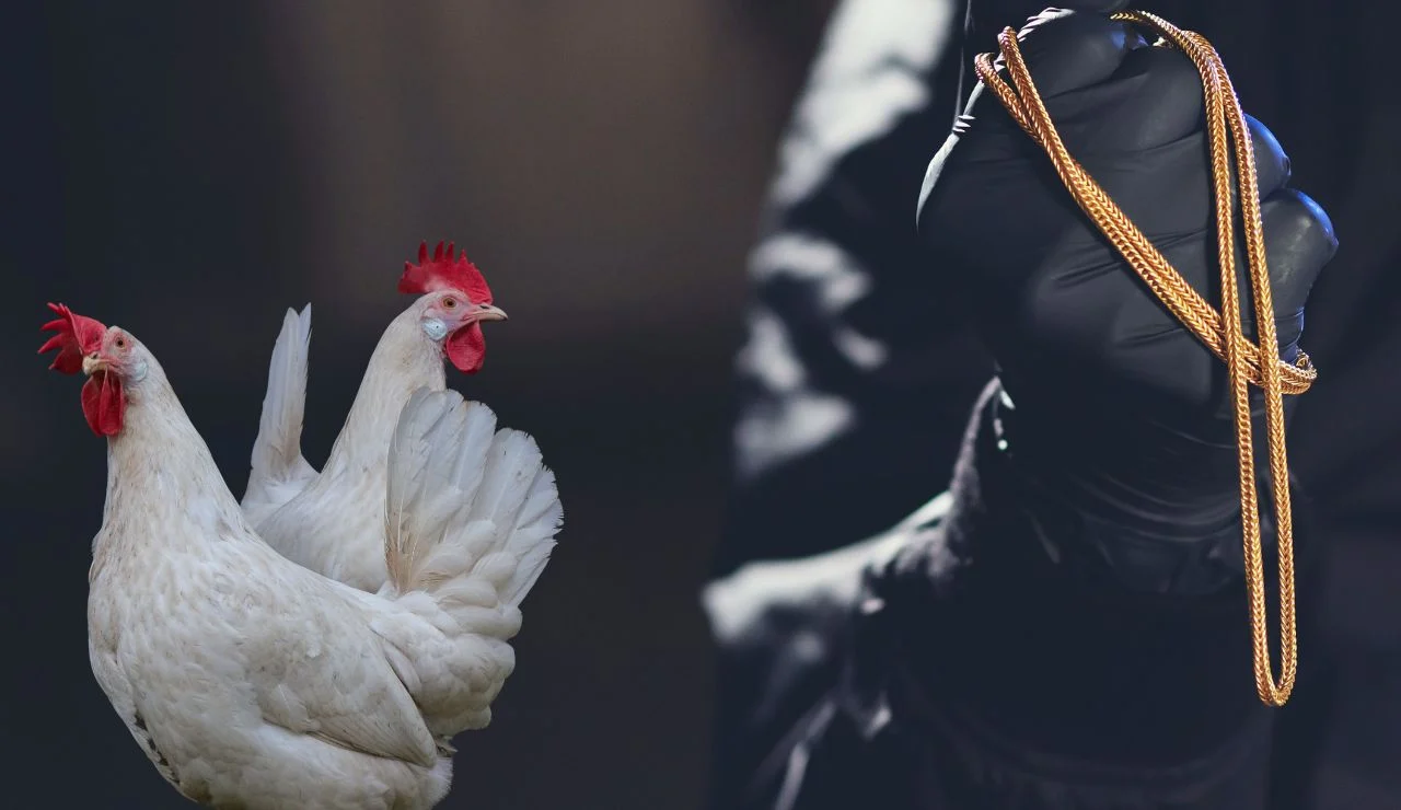 wanita pelaku pencurian ayam ditangkap pedagang di pasar flamboyan pontianak