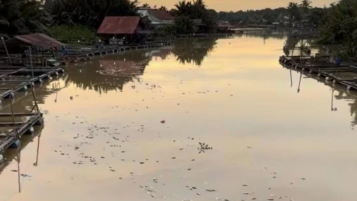 Bangkai ikan mengapung dan memenuhi aliran Sungai Mempawah setelah kematian massal ikan keramba di Kalimantan Barat